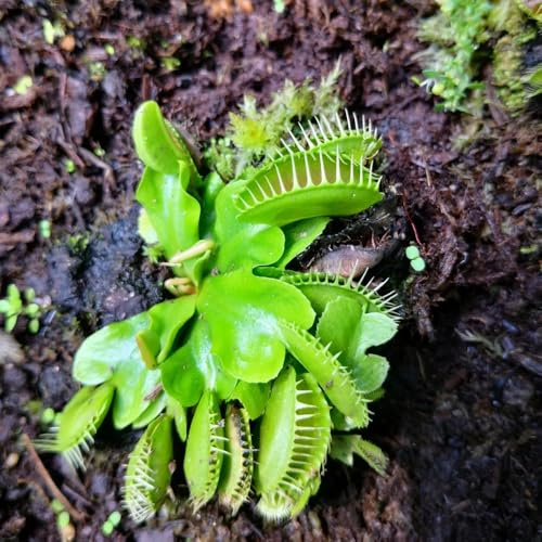 Venusfliegenfalle, bio exotische Fleischfressende, pflanzensamen zimmerpflanzen stauden winterhart mehrjährig 30Samen