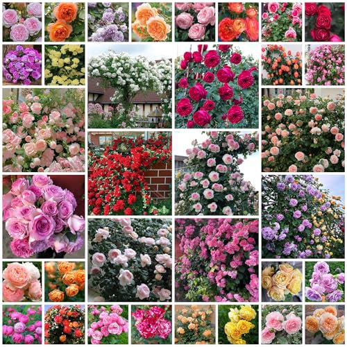 500 Stück Kletterrosen Samen, Kletterrosen In Gemischten Farben, Ganzjährig Pflanzbar, Schnell Wachsende, Farbenfrohe Pflanzen, Kletterrosen Für Garten, Zuhause, Balkon, Zäune, Dekor