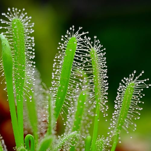 Easy Grow Seeds Sundew Drosera Capensis White Flower Species Carnivorous House Plant 8 Seeds