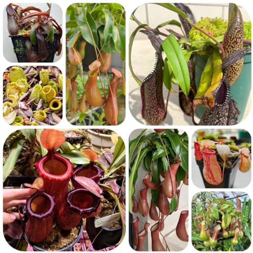 semi di carnivora - nepenthes - mini vere, carnivore resistenti decorazione autunnale, interno semi 35pcs