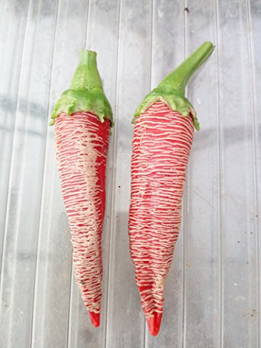 GRAINES DE PIMENT-VEZENA PIPERKA