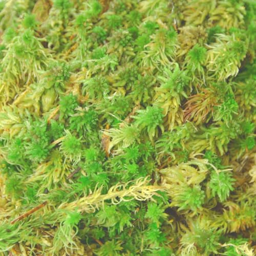 sphagnum-shop.com Muschio sfagno vivo 2,5 kg per terrari e aiuole di torba, substrato per orchidee, substrato per Monstera, bastoncini di muschio