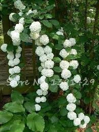 Graines d'hortensia grimpantes, graines de fleurs de bonsaï, fleurs d'arbres rares, décoration de jardin à domicile, jardinières en pot à vendre