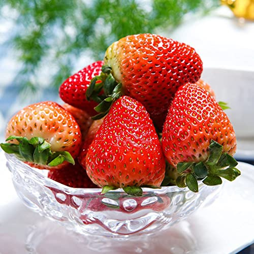 Comprar semillas de madroño semillas orgánicas columnares resistentes de balcón, jardín resistentes columnar fresas para 200pcs