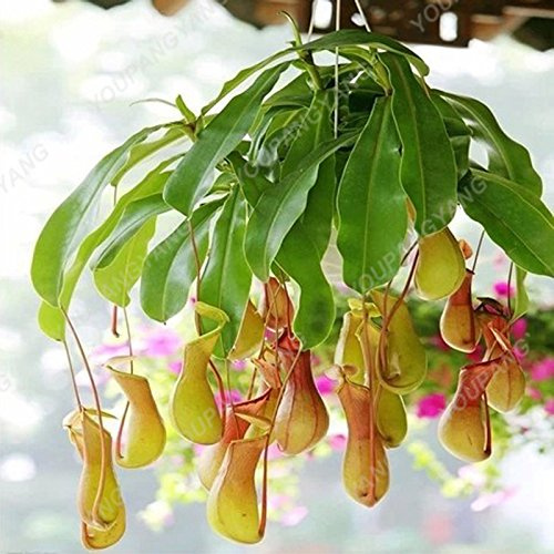 50 PC/Los Multifarious Nepenthes Samen Fleisch fressende Pflanze Bonsai muscipula Riesen Clip Venus Flytrap Pflanzensamen im Garten Schwarz