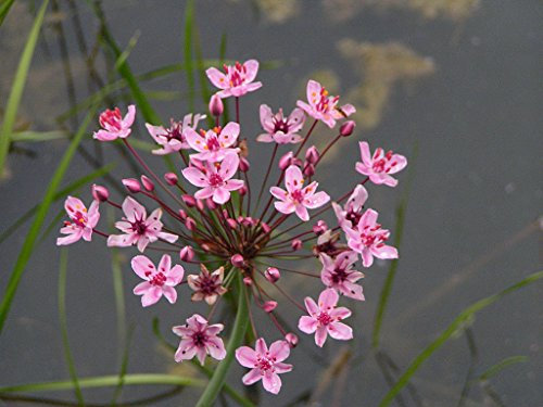 Lincolnshire Pond Plants Ltd - Marginal Aquatic Pond Plant - (Butomus Umbellatus) - 1Ltr Potted