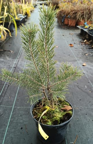 Pinus sylvestris/Pin sylvestre/Conteneur 2 à 2.9 litres/Conifère/Origine forestière