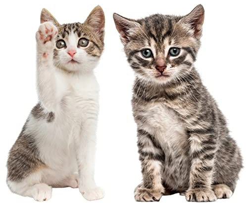 Set immagine finestra gattino I curiosità I grande realistico I stampato su entrambi i lati I adesivo per finestra I adesivo statico I protezione uccelli I autoadesivo rimovibile I dv950