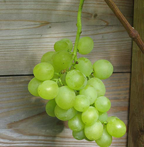 weiße kernlose Weinrebe Primus 80-100cm - Vitis - lebende Pflanzen aus der Baumschule