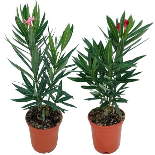 Kit 2 Adelfas - Árboles Naturales - Plantas Resistentes y Fáciles de Cuidar