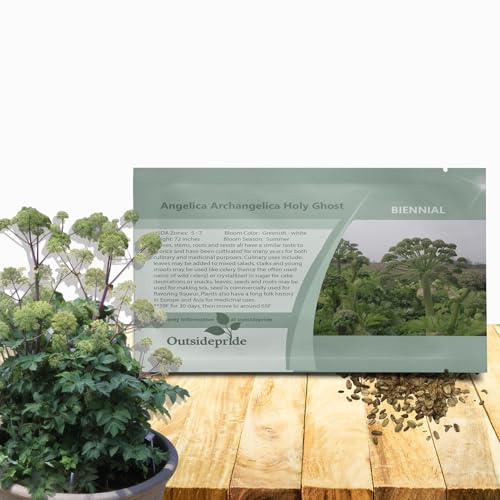 Outsidepride Angelica Herb Garden Seeds - 1000 Pcs Biennial, Traditional Herbal & Culinary Seeds for Planting, Fragrant White Blooms & Edible Stems for Herbal Gardens & Landscaping