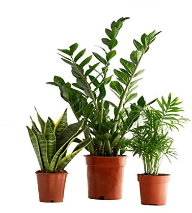 DECOALIVE Trio Plantas Inmortales: Sansevieria Trifasciata, Zamioculcas Zamiifolia y Chamaedorea Elegans