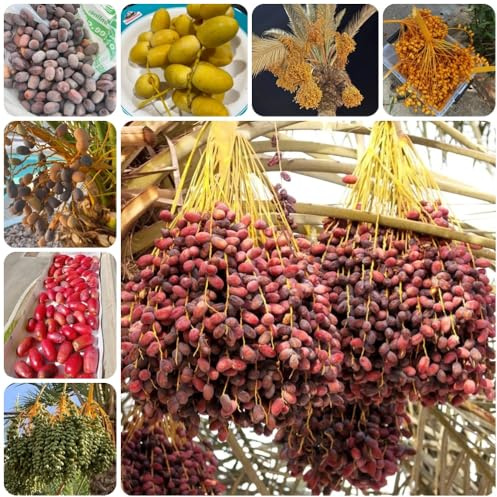 Semi di palma da dattero, varietà antiche acquistare semi di palma da datteri, Le perenni sono da giardino 20pcs