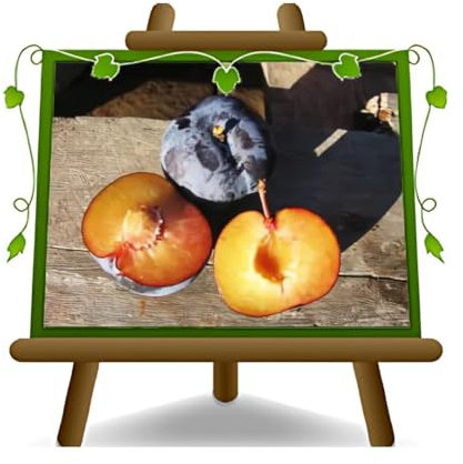 EURO PLANTS VIVAI Prunier Friar plante fruitière en pot 20 cm hauteur 150~170 cm - Âge 2 ans