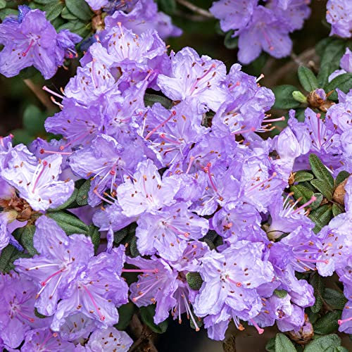 Rhododendron Ramapo Outdoor Plants - Garden Ready Evergreen Dwarf Shrubs - Potted Purple Spring Flowering Rhododendron Plant in Pot (1 Litre Pot, 20-30cm)