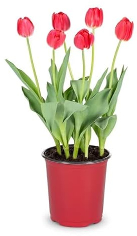 Planta de Tulipán con Flores de Colores Bulbo en Maceta