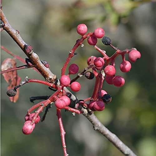 Pistachier Térébinthe (pistacia Terebinthus)