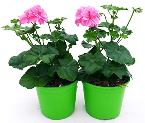 POWERS TO FLOWERS - GERANIO EDERA DOPPIO HERCULES, PELARGONIUM, 2 PIANTE VASO 14, ROSA, piante vere