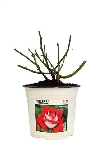 Rosal Grande Flores Rojas Planta de Exterior