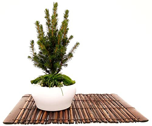 POWERS TO FLOWERS - ABETE BONSAI IN CIOTOLA CERAMICA BASSA, CON OPHIOPOGON, MUSCHIO E DECORAZIONI, CONIFERA BONSAI, CIPRESSO, CORREDATO CON STUOIA IN LEGNO, piante vere