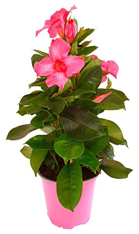 Mandevilla Hybrida o Dipladenia Natural Planta Trepadora de Exterior