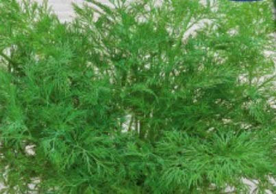 Pcs - 630x Herbe Aneth Palla Compatto Anethum Graveolens Semences Plantes - Graines K249 - Seeds & Plants Shop by Ipsa