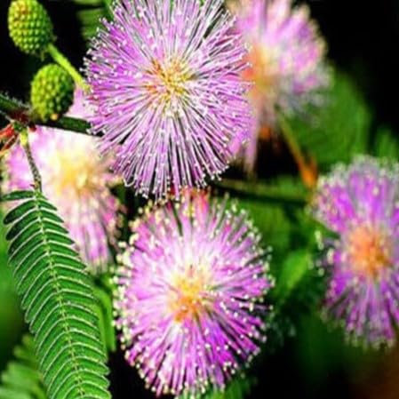 Mimosa Touch me not 75 Seeds + Plant tag + Freebie - Sensitive Plant - Mimosa pudica