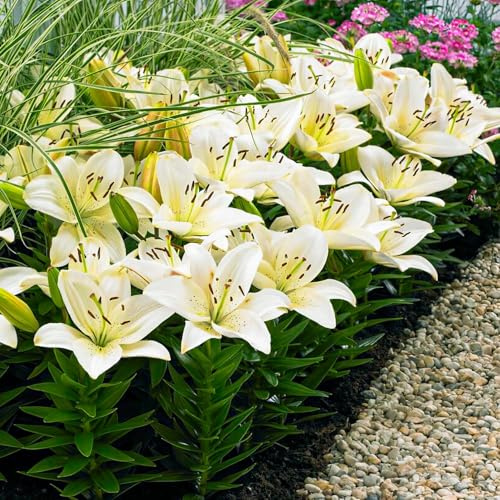 Bulbi Fiori Perenni da Esterno - 10 Bulbi di Giglio da Bordura Bianco - Piante e Fiori Esclusivi dall’Olanda - per giardino e vaso (grandi bulbi, non semi, non artificiali)