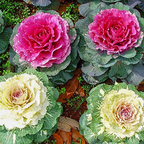 Chou Ornemental Couleurs Mélangées Brassica Oleracea Chou Ornemental Ornemental Brassicas Graines 30+ Fleur De Plante Organique pour Bonsaï Maison Jardin Cour Plantation