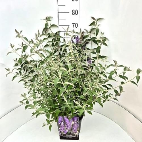 Buddleja Lochinch 20-30 cm - Schmetterlingsstrauch Pflanze | Winterharte Sommerflieder für Garten & Terrasse | Blauer Duftstrauch - Pflegeleicht, bienenfreundlich