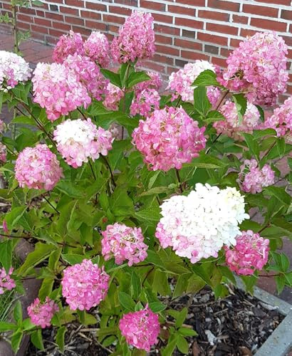 Rispen- Hortensie Hydrangea paniculata 'Vanille Fraise' 40-60 cm winterhart Freilandaufzucht