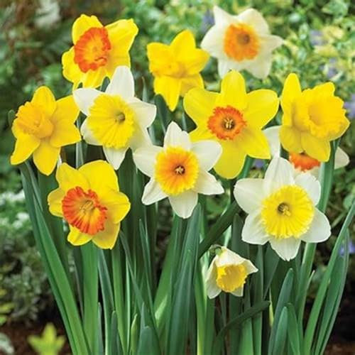 Narzissenzwiebel-Winterhart MehrjäHrig,Narzissen Knollen,Narzissenzwiebel,Narzissen Zwiebeln Winterhart,Einfache Bepflanzung,Bonsai Pflanze-6zwiebeln-b