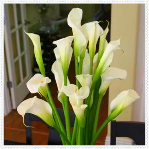Calla-Lilie in seltener Farbe, ausgezeichnete kältebeständige Zwiebelpflanze, mehrjährig, geeignet für Garten- und Innendekoration, kann eingetopft werden-2 zwiebeln-A