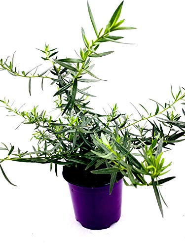 Französischer Estragon Artemisia dracunculus Kräuter Pflanze 1stk