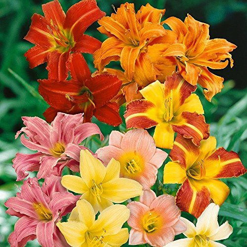 5 Semi di Hemerocallis Hybrid Mix Winterharte Taglilie