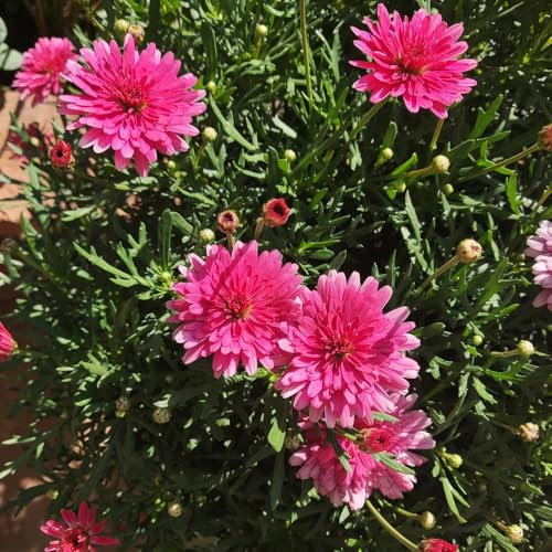 margeriten samen winterhart - saatgut blumenbeet margeritensamen bio saatgut wildblumensamen bodendecker winterhart wildblumensamen wildblumensamen topfpflanzen zimmerpflanze exotische 150pcs