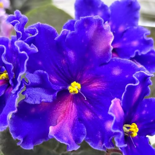 semi di violetta africana, rare esotiche semi selvatici giardino autunnali resistenti serre da balcone biologici decorazione del soggiorno da 350pcs