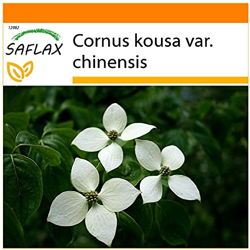 SAFLAX - Garden in the Bag - Asiatiska Blommor - Kornved - 30 Frön - Med underlag i en passande resväska - Cornus kousa