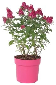 Plant in a Box - Buddleja Candy Little Ruby - Buddleja davidii - Lillà farfalla resistente all'inverno - Fiori Rossi - Vaso 19cm - Altezza 30-40cm