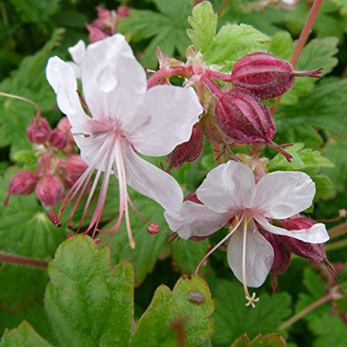6 x Géranium vivace rhizomateux 'Czakor' - Geranium Macrorrhizum 'Czakor' - Godet 9x9cm - Rouge carmin, feuillage aromatique, bordures