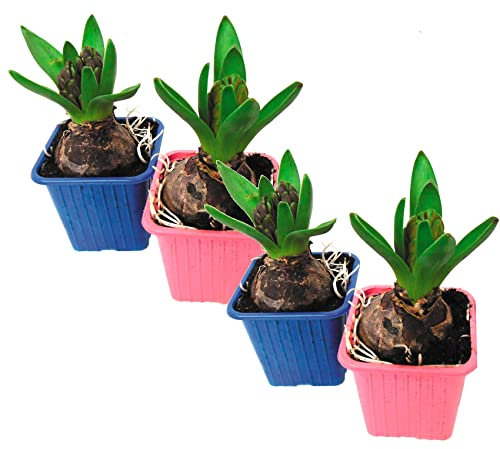 Set de 4 Bulbos de Jacinto de Colores DECOALIVE Bulbos de Hyacinthus Orientalis