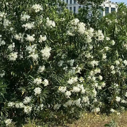 oleander winterhart - samen gartenblumen zierbaum winterhart stauden gartenpflanzen garden baumsamen dekopflanzen bonsai baum samen sommerblumen samen zimmerpflanzen pflanzensamen 15pcs