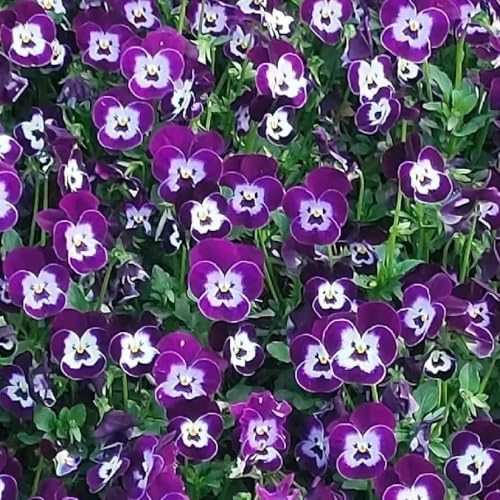 semi di viola del pensiero perenni - decorazione balcone resistenti esotiche 50pcs