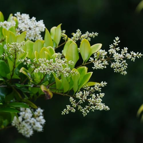 Semillas de seto de aligustre, arbustos en resistentes Ligustro lucidum - verdes en resistentes al aire libre exóticas 400pcs