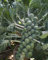 Seedeo® Rosenkohl Groninger (Brassica oleracea var. gemmifera) 50 Samen BIO