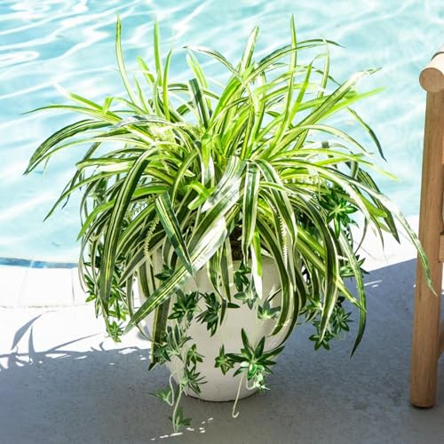 Nearly Natural 24in. UV Resistant Artificial Spider Bush (Indoor/Outdoor) - Set of 3