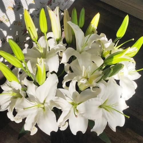 Semi di Begonie,da interno grandi,da giardino,Decorazione da giardino 150pcs