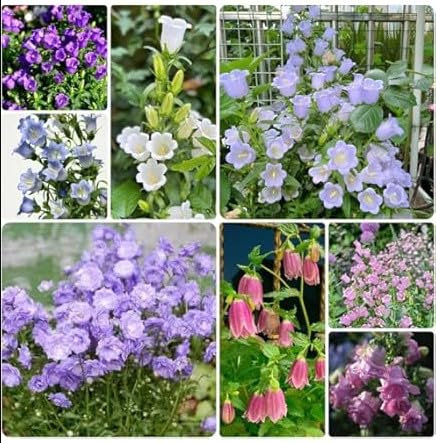 Semi di Campanula Semplice, Miscuglio di Colori, Fiori da Giardino