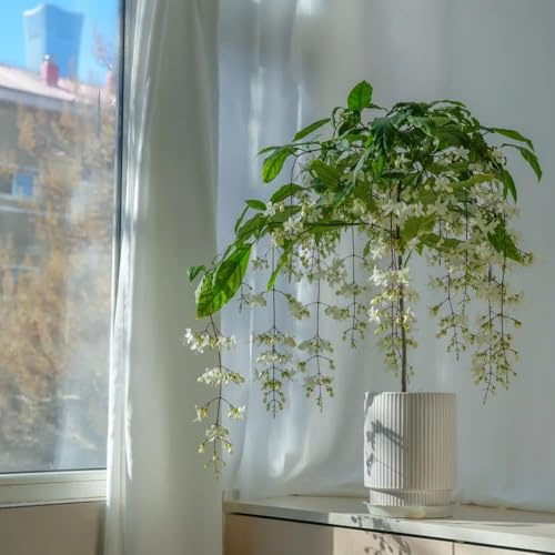 semillas jazmín resistentes para jardín, trepadoras, de balcón, resistentes, colgantes, perennes las trepadoras 10pcs
