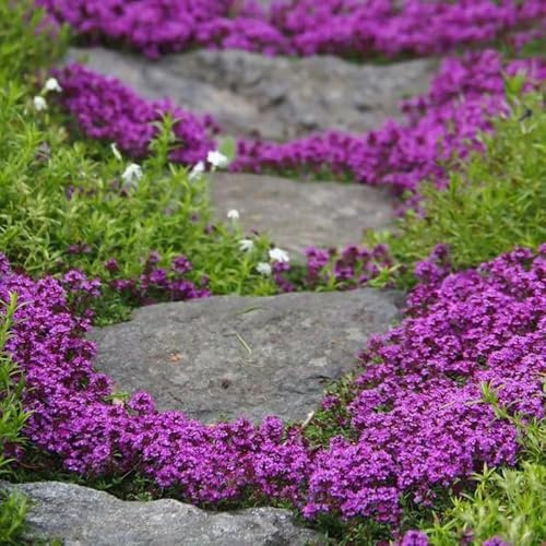 Semillas de tomillo rastrero que cubren el suelo, Semillas de tomillo de arena, de jardín Thymus mongolicus, cobertura del suelo perennes 100pcs